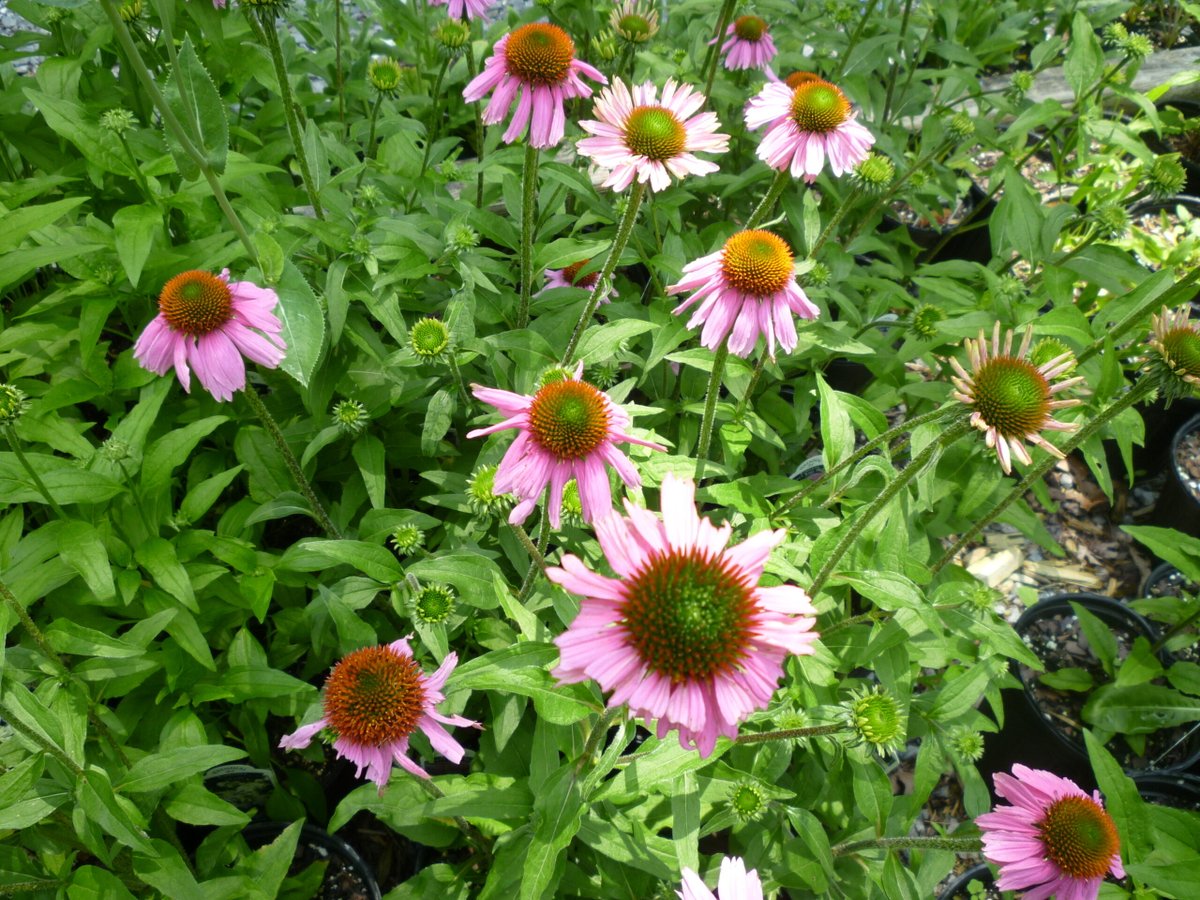 Boomer Points To Ponder For A Purpose boomerplaces.com/?p=1248&utm_so… #babyboomer