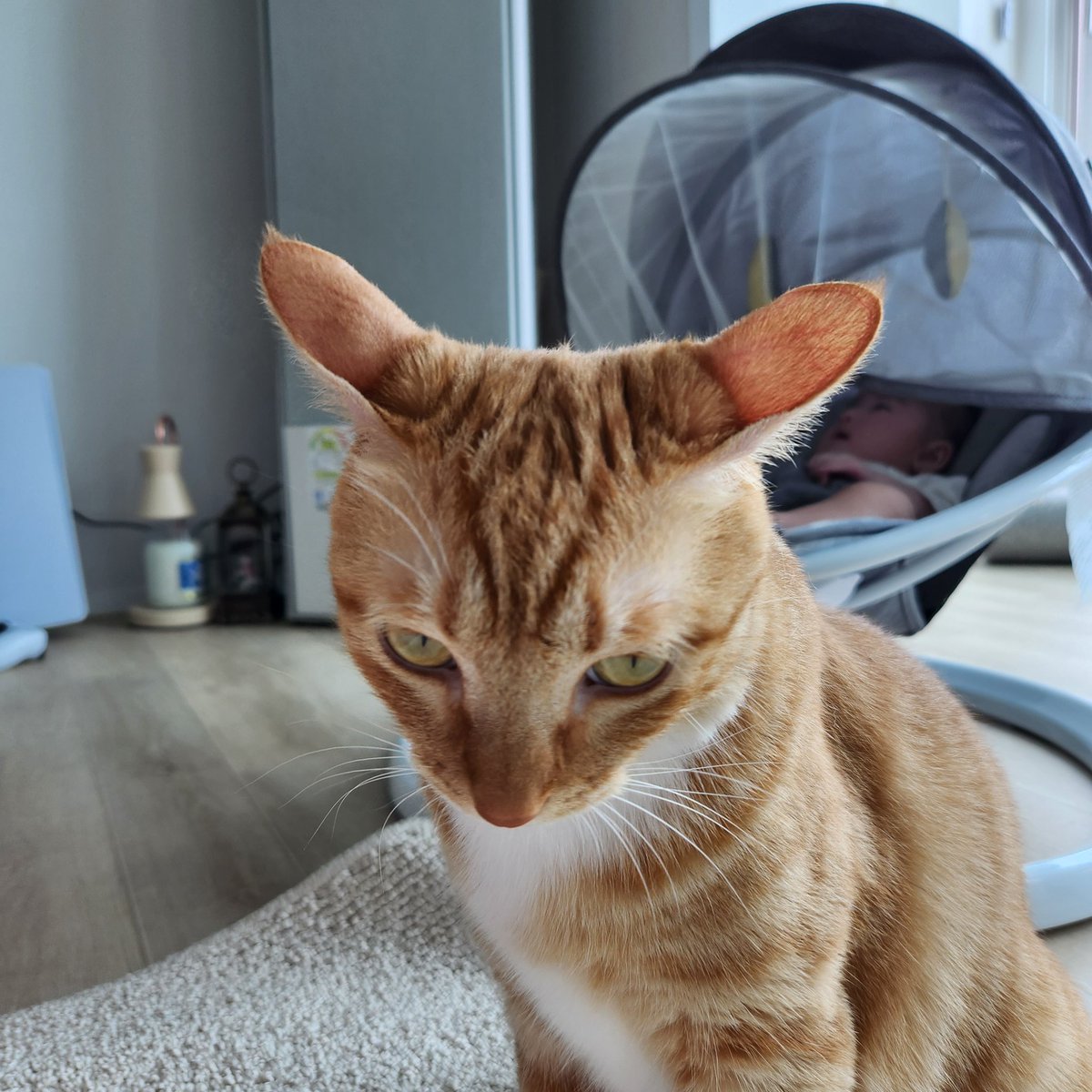 ぴぴたま🍳 tweet media