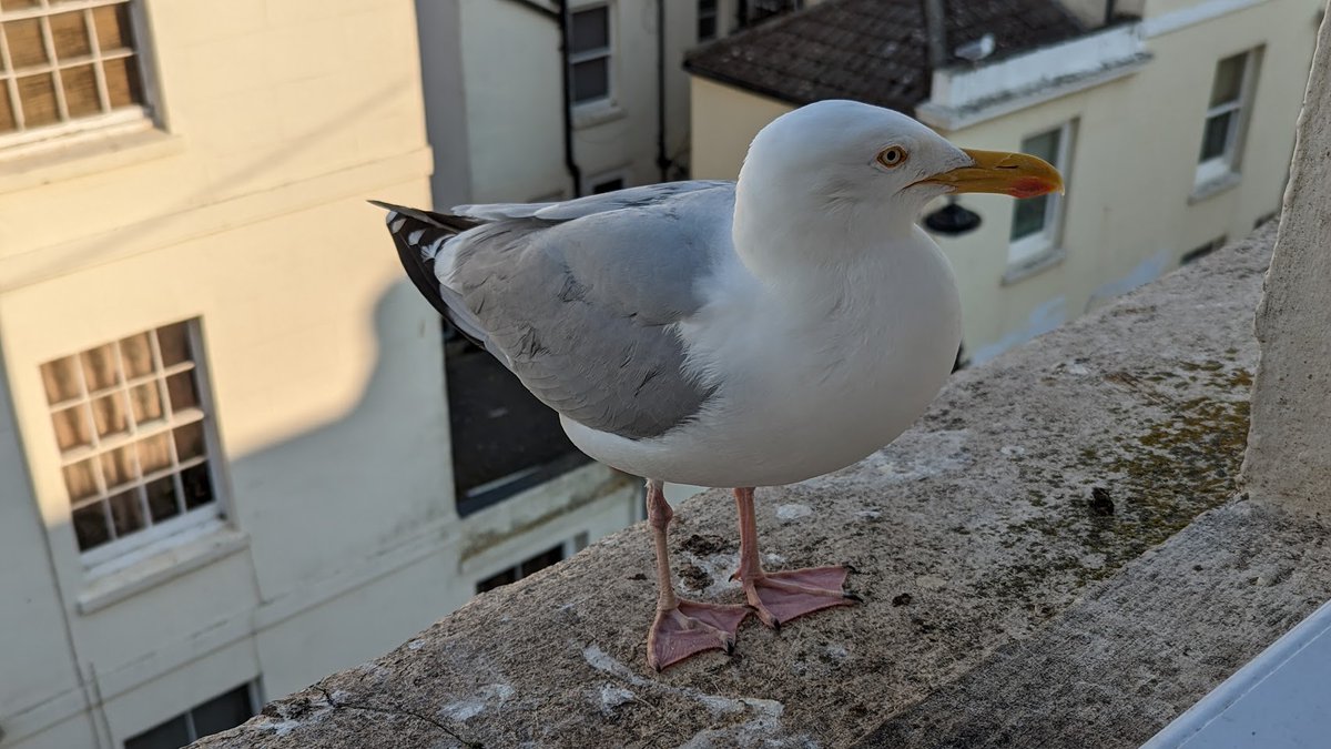Good morning from a sunny and very pleasant West Sussex, office day today but the gulls were fed before I left. The tapping started early but ignoring them seems to work. There was a fight with another gull who tried to steal their food. Have a great day everyone! #DailySeagull