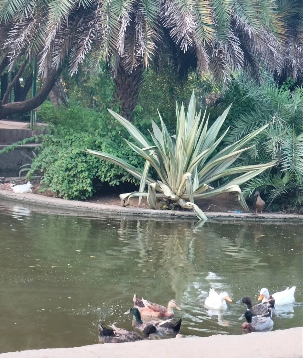 RichaKedia's tweet photo. Day 6 of International nature journaling week: Movement
Quick sketches of geese and other water birds in charcoal, my favourite subject and medium for capturing movement.
#naturejournalingweek2023 #naturejournalingweek #internationalnaturejournalingweek #wetlands #indiaves https://t.co/jKq8BqBrwN