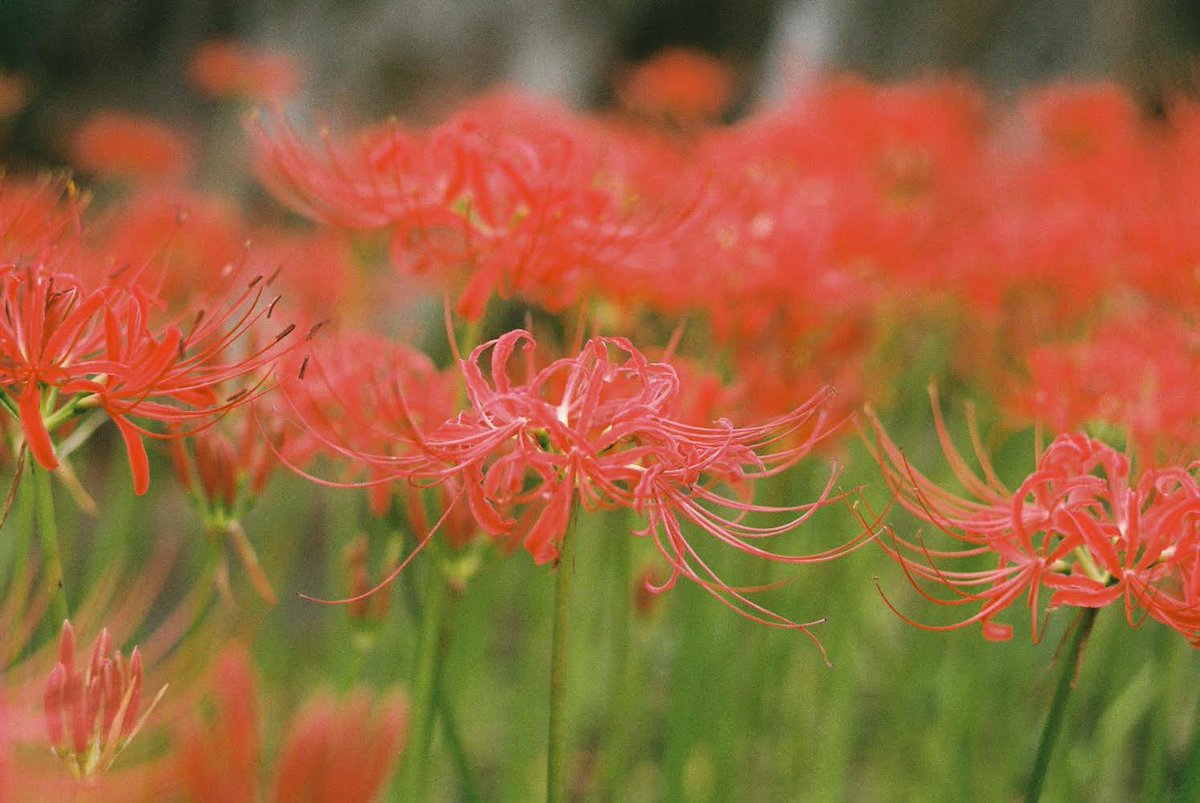teru8977's tweet photo. この時のフィルム写真🎞️📸

Leica MP 0.72＋ DRSummicron 50mmF2  1st

🎞️Agfa Vista400🎞️

DRズミクロン

#オールドレンズ #ファインダー越しの私の世界 
#デジタルでフィルムを再現したい
#Leica   #彼岸花　
#film  #フィルムカメラ　#filmphotography https://t.co/UA1ZHQJDSm
