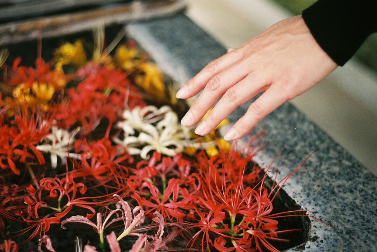 teru8977's tweet photo. この時のフィルム写真🎞️📸

Leica MP 0.72＋ DRSummicron 50mmF2  1st

🎞️Agfa Vista400🎞️

DRズミクロン

#オールドレンズ #ファインダー越しの私の世界 
#デジタルでフィルムを再現したい
#Leica   #彼岸花　
#film  #フィルムカメラ　#filmphotography https://t.co/UA1ZHQJDSm