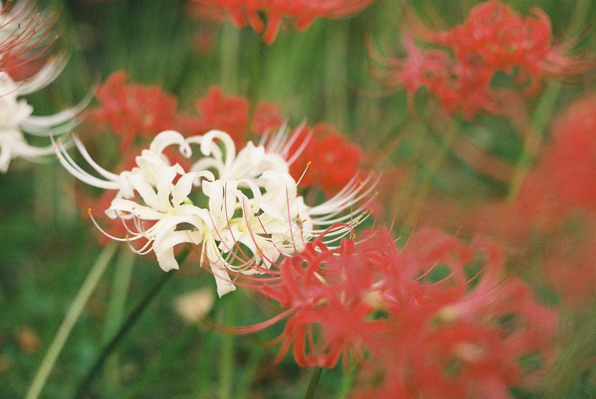 teru8977's tweet photo. この時のフィルム写真🎞️📸

Leica MP 0.72＋ DRSummicron 50mmF2  1st

🎞️Agfa Vista400🎞️

DRズミクロン

#オールドレンズ #ファインダー越しの私の世界 
#デジタルでフィルムを再現したい
#Leica   #彼岸花　
#film  #フィルムカメラ　#filmphotography https://t.co/UA1ZHQJDSm