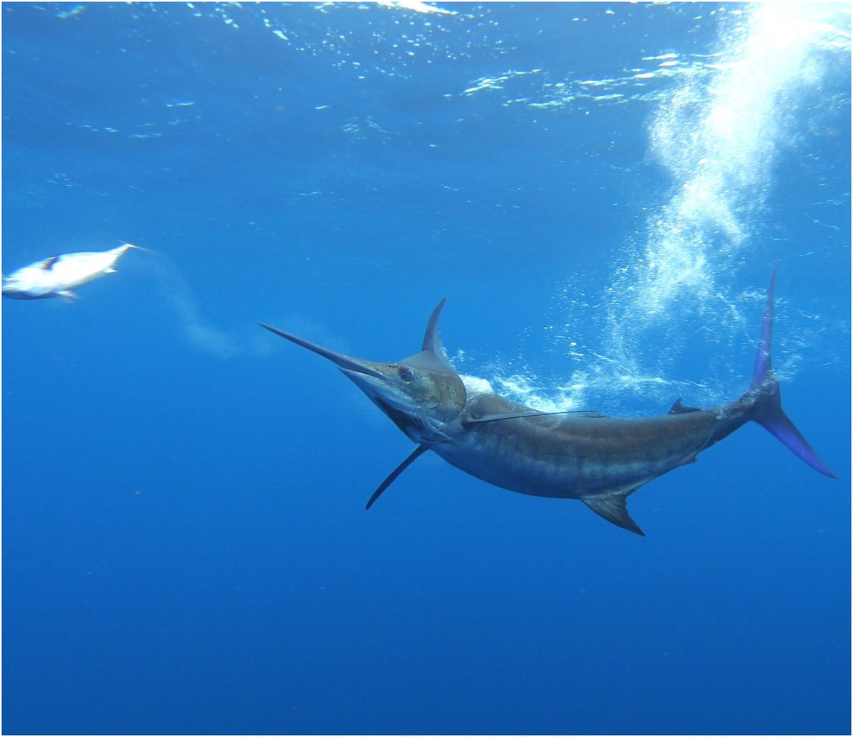 Published!
Combining animal-borne sensors and video, <a href="/rklogan/">Ryan Logan, PhD</a> et al. provide insights into the use of vertical fronts for hunting by marine predators, suggesting that they exploit the hypoxic boundary created by the world's largest oxygen minimum zone.
👇
doi.org/10.1111/1365-2…