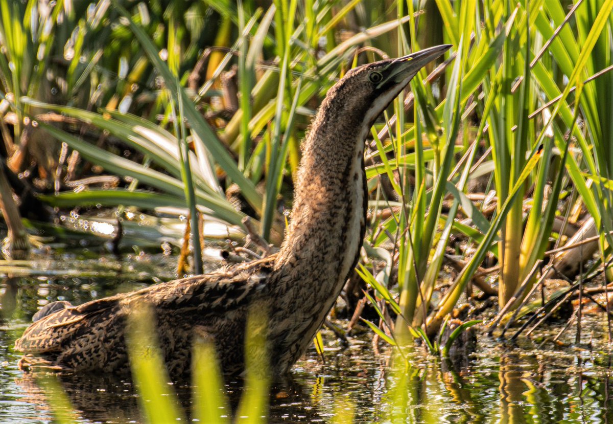 BITTERN