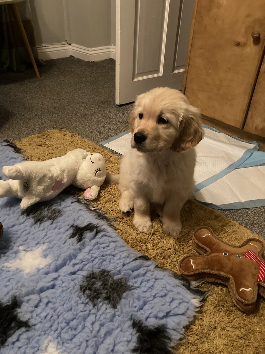 peter breese tweet media