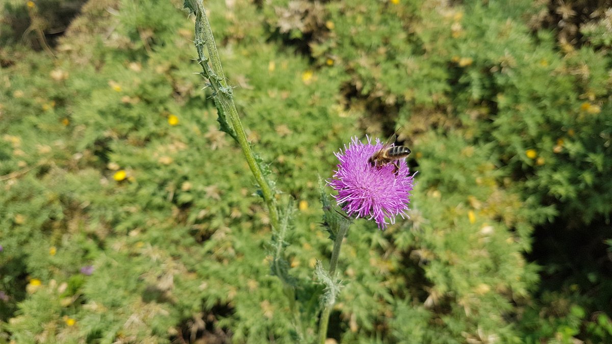 🔴 #RencontresTerritoriales du pays de Lorient-Quimperlé du 7 juin
🐝Découverte de l'#abeille noire à #Groix :
un patrimoine génétique intact qui n'a pas subit d'hybridation - Un patrimoine unique à préserver