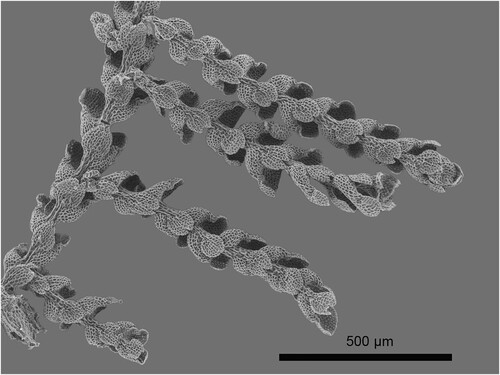 Congratulations to the amazing @fish_sls from <a href="/botanyotago/">Department of Botany</a> who has published her first paper (and as an undergrad no less!!) in NZJB. Stella describes a new species of liverwort from Aotearoa. Get the open access paper 👇 doi.org/10.1080/002882… @
