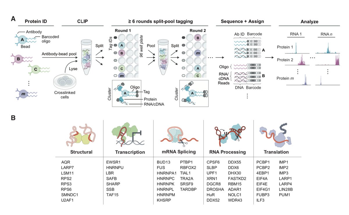 Want to map the RNAs bound by RNA-binding proteins for more than 50 targets at once? Check the amazing <a href="/biorxivpreprint/">bioRxiv</a> from the Jovanovic and the <a href="/mitchguttman/">Mitch Guttman</a> <a href="/Caltech/">Caltech</a> here: biorxiv.org/content/10.110…