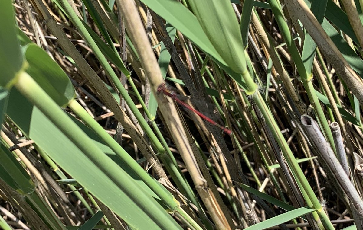 Almost didn’t see this little guy resting in the sunshine