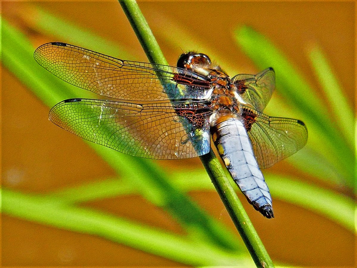 0lymanO's tweet photo. Broad-Bodied Chaser
@CoathamStob@teeswildlife https://t.co/Flnp2JtkKR