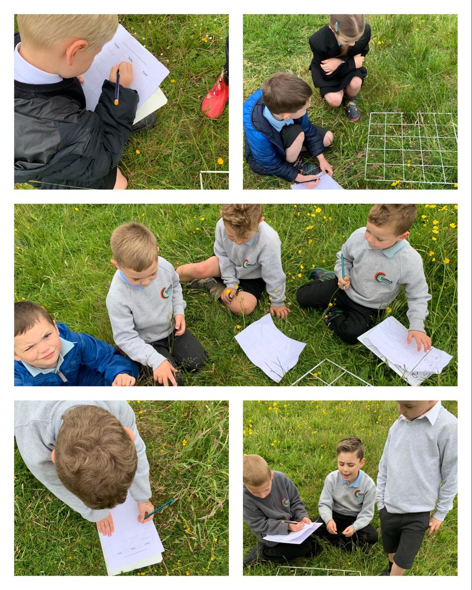 GarnockPrimary's tweet photo. The pupils have been interested in wild flowers so yesterday we used quadrats to record what flowers we have in our school grounds. Together we were able to identify them and use multiplication to estimate how many we have in larger areas.   @NAC_numeracy @GarnockScience https://t.co/ZurPA8bt7K