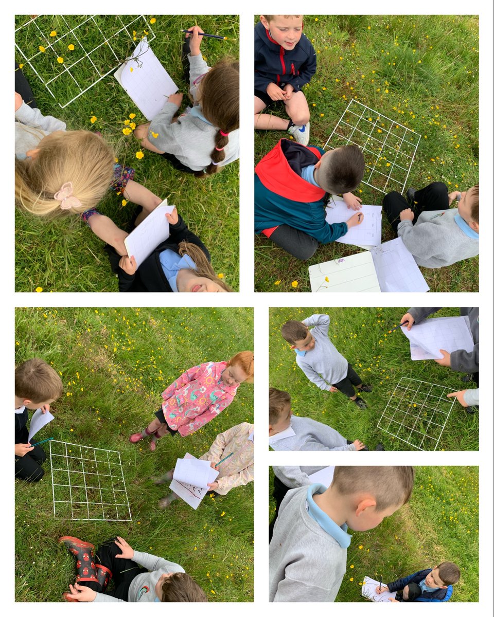 The pupils have been interested in wild flowers so yesterday we used quadrats to record what flowers we have in our school grounds. Together we were able to identify them and use multiplication to estimate how many we have in larger areas.   @NAC_numeracy <a href="/GarnockScience/">Garnock Science Department</a>