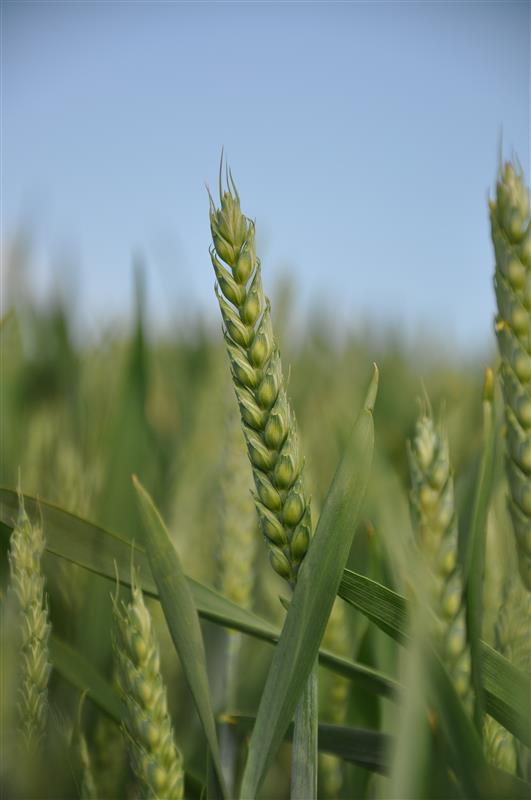 💡 Only applied one SDHI in total and not used ELATUS Era already? 

ELATUS Era at T3 can control late season disease and improve green leaf retention. 🤩🌱

#ELATUSEra