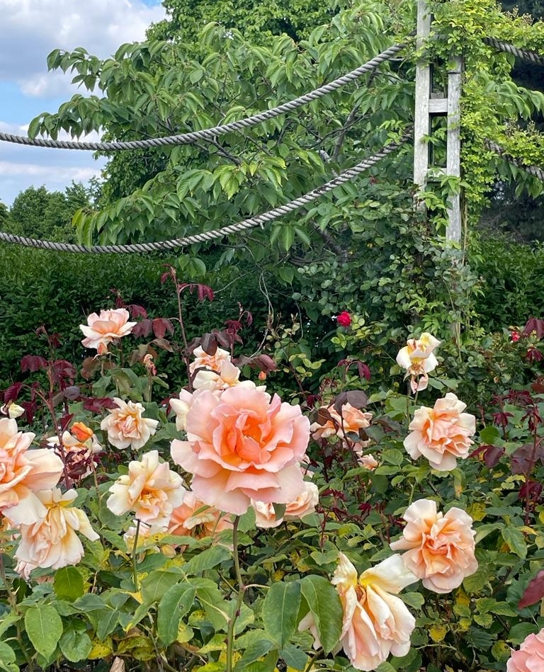 In celebration of #worldenvironmentday here is our Founder Alice at the breathtaking rose garden in Regents Park🌏️🌹⁠ #asquithlondon⁠