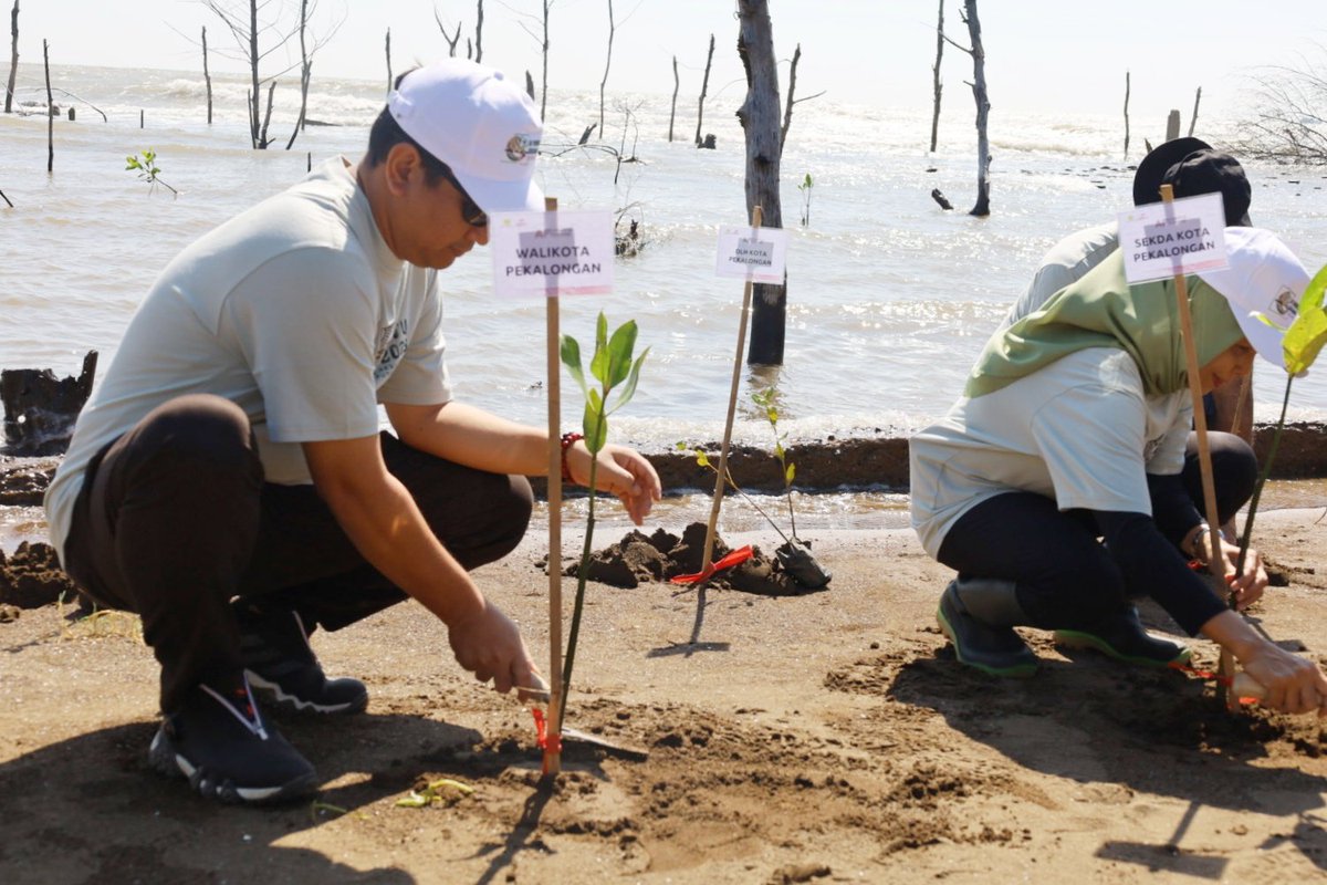 pkl_diskominfo's tweet photo. Penanaman Bibit Mangrove oleh Walikota Pekalongan H.A Afzan Arslan Djunaid bersama Adaptation Fund Country Exchange Delegates 2023,di Krematorium,Pekalongan Utara,Kota Pekalongan, Kamis(8/6/2023). Diikuti Perwakilan 20 Negara. https://t.co/c5qfknghsb