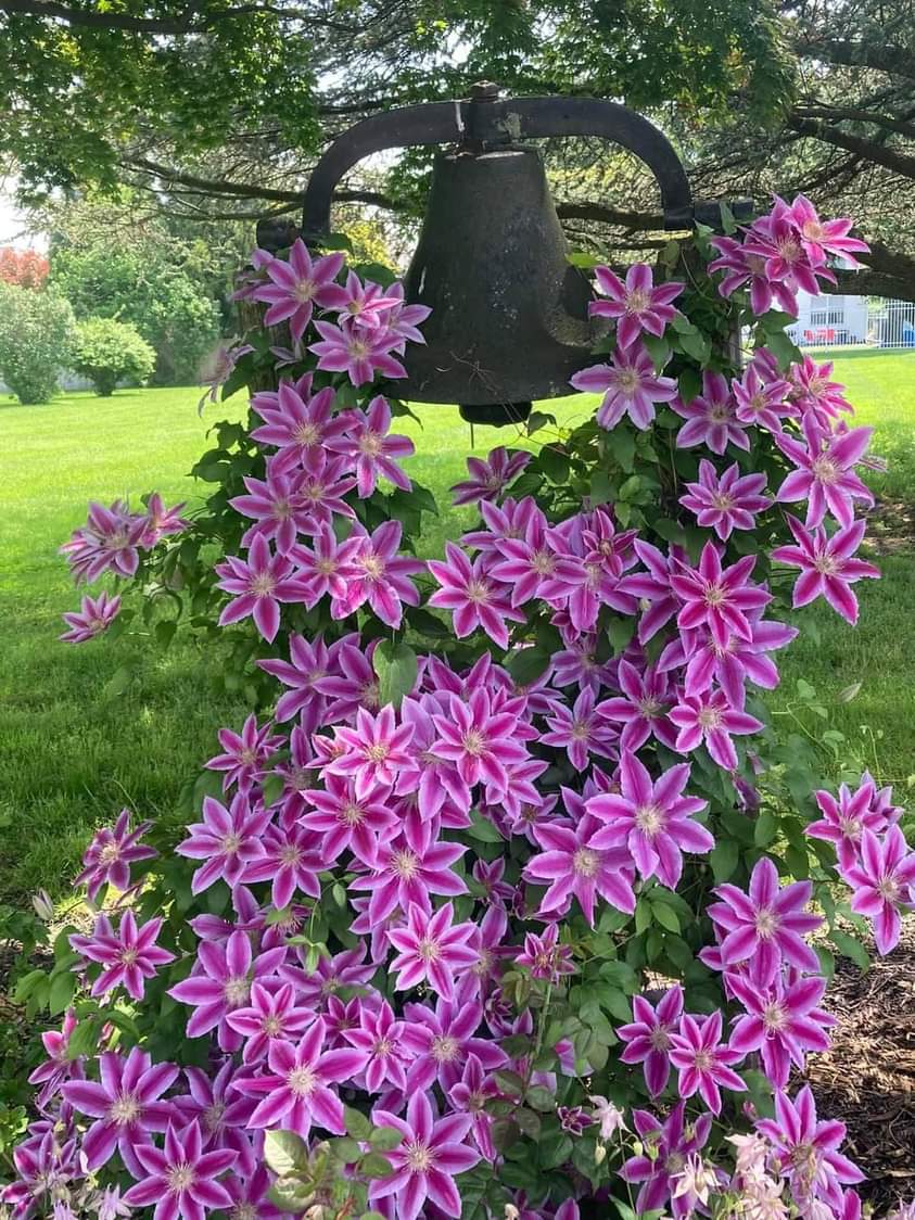 MaryMolinaro1's tweet photo. Good morning 💜🌿💜🌿💜🌿 https://t.co/pIOIxYexUh