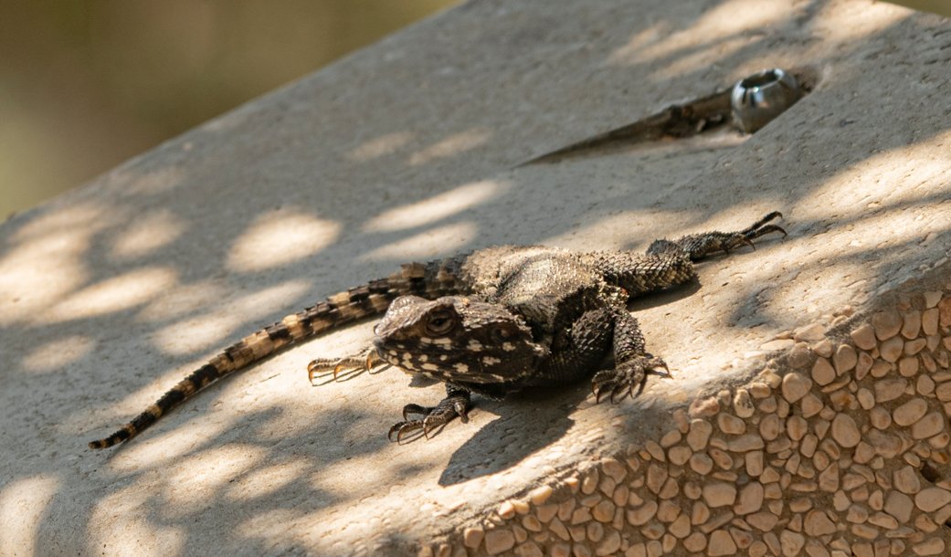 #UrbanWildlife After showing the water loss cost of shedding (doi.org/10.17161/randa…), it's time to see how (and if) life in the city affect #reptile physiology 🤔 Our new paper is out now @JZoology doi.org/10.1111/jzo.13…