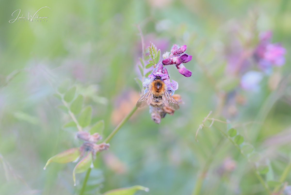 Gotta love #NoMowMay ... Now time for #LetItBloomJune! #Bumblebee #bees #TwitterNatureCommunity #TwitterNaturePhotography #wildflowers #letitgrow @Natures_Voice @BBCSpringwatch @Love_plants