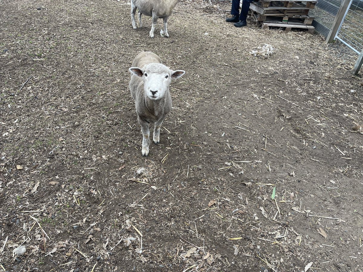 Amanda Kowalczyk (@miss_manda_k) on Twitter photo A pleasure to meet <a href="/PMcGilla/">Paul McGillicuddy</a> and his team today- Minty the sheep included! Fabulous hearing the passion and pride that sits behind all that hard work. Well done Ruse PS, EV a huge success! #LoveWhereYouWork A pleasure to meet <a href="/PMcGilla/">Paul McGillicuddy</a> and his team today- Minty the sheep included! Fabulous hearing the passion and pride that sits behind all that hard work. Well done Ruse PS, EV a huge success! #LoveWhereYouWork