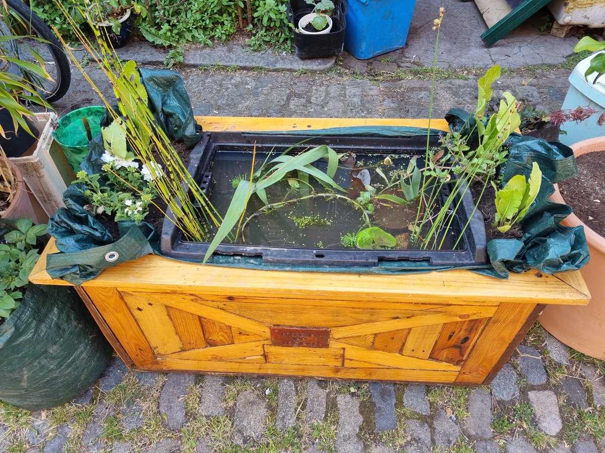 ElephantCafeUK's tweet photo. I've got no cakes made for the weekend, but I did build a pond.
Plants and advice from @WalworthGarden
Now for the food prep, better get a wiggle on
#LOG23
#pullensyardsopenstudios https://t.co/phMkINLx5Z
