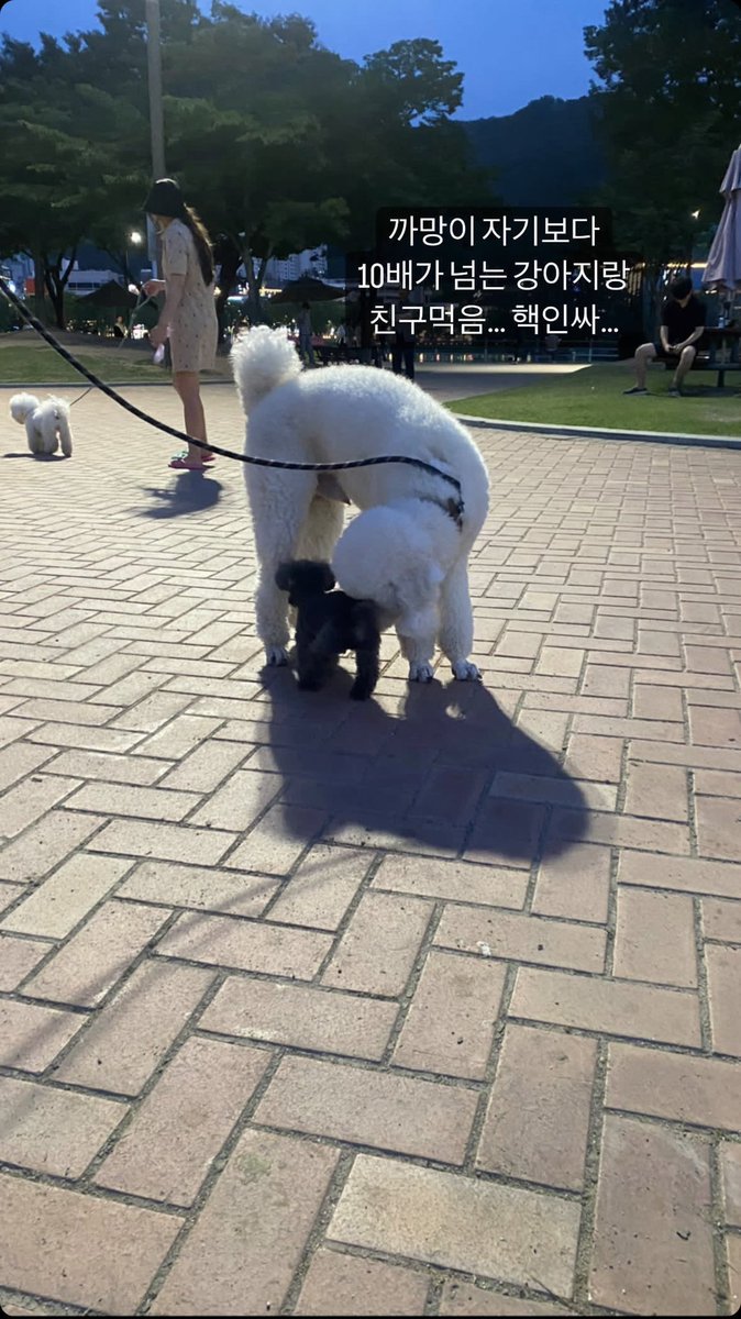 LoonaTheGermany's tweet photo. #UPDATE | Yeojin (yeojin._.o_x) Instagram-Story Update 🐸

#이달의소녀 #LOONA #여진 #Yeojin https://t.co/D6oE8mCiEB