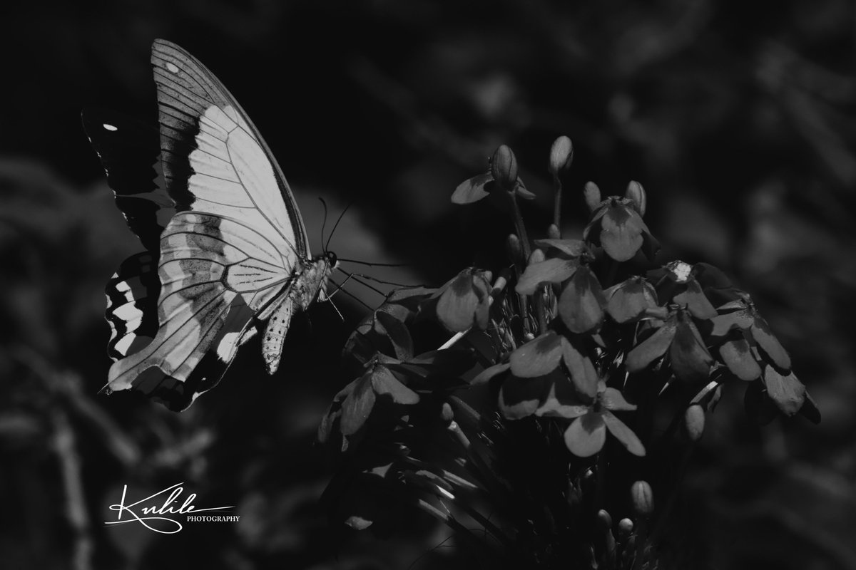 #butterfly #butterfliesoftwitter #butterflies #flowers #floral #nature #naturelovers #naturephotography #outdoorphotography #blackandwhite #blackandwhitephoto #blackandwhitephotography #blackandwhitelovers #monochrome #monochromephotography #bnwphotography