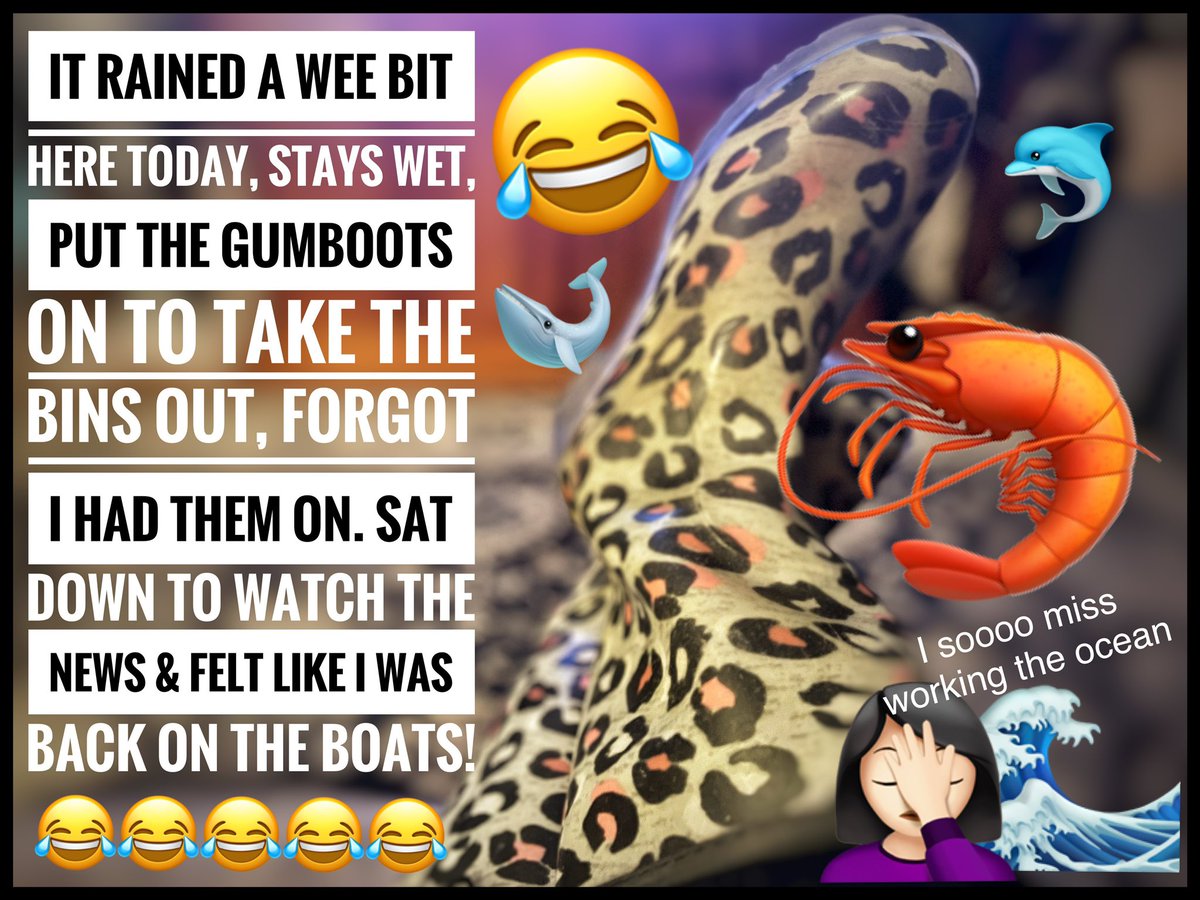 MotoMaxine's tweet image. Because I’m an idiot 🤷🏻‍♀️
 #atleastiadmitit #missingtheocean #prawntrawler #eastcoastqld #&amp;amp;beyond #prawn #dolphin #whale