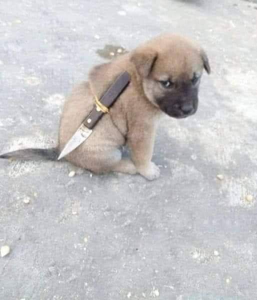 AstaryTrasher's tweet photo. @NimuVt Ya me da weba ver cómo Nimu se pone la soga al cuello, ya se parece al Warioman repitiendo patrones 💀 https://t.co/LHQFYsFnlB