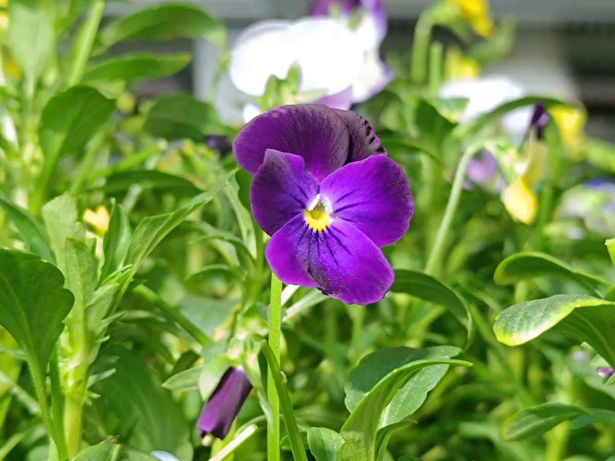 M_Izhar_Shafi's tweet photo. Beautiful flowers 💐 at our farm.
#indoorfarming #Janafarm #lifeinsaudiarabia https://t.co/2ROv2goP2G