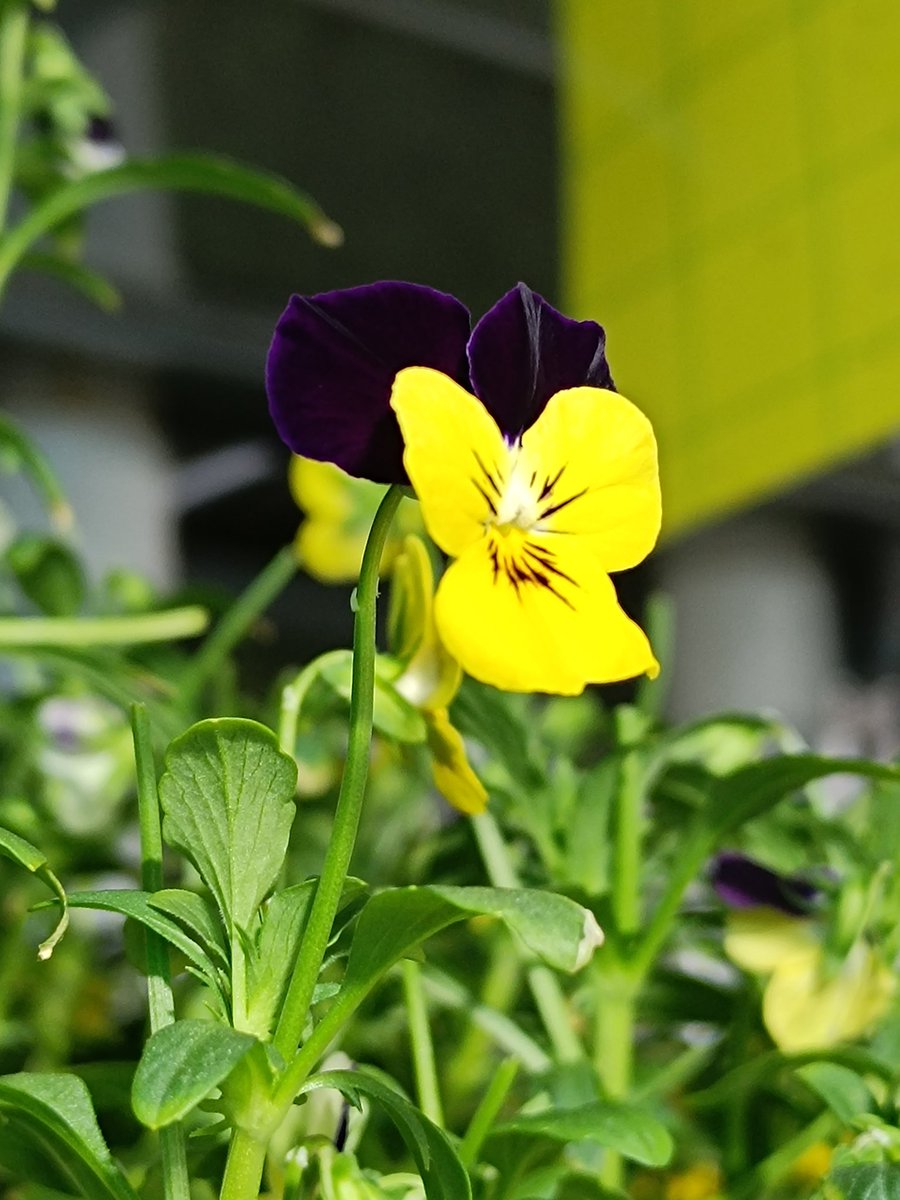 M_Izhar_Shafi's tweet photo. Beautiful flowers 💐 at our farm.
#indoorfarming #Janafarm #lifeinsaudiarabia https://t.co/2ROv2goP2G
