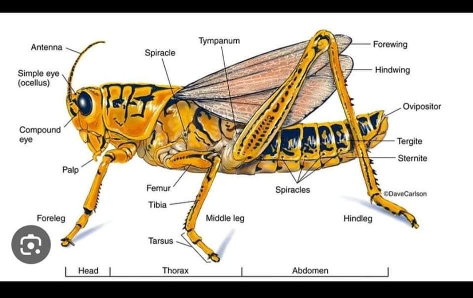 Instead of learning AI ,ChatGPT and Machine learning.  I was learning about locusts, but under estimate my intelligence. I know things about Locusts that you don’t know.

No chill whatsoever.

 #ThisThingsHappen #ComedyDay #nochill #issajoke #stayhome #lockdown #socialdistancing