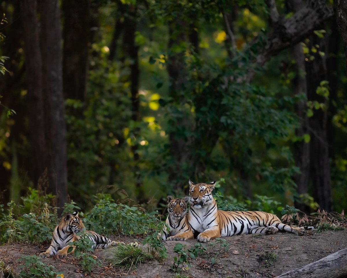DJ &amp; Babies ♥️

Today morning at Kanha Tiger Reserve.

#kanha #savethetiger 

<a href="/MPTourism/">Madhya Pradesh Tourism</a>