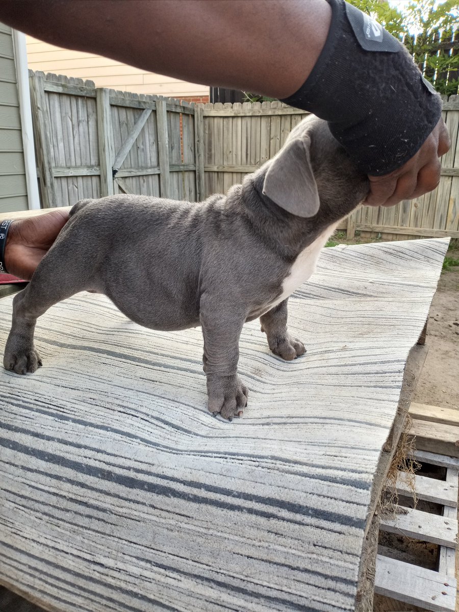 antrome_'s tweet photo. Dog stacking is the motion clean frame dog breeding life nano Micros pockets all with papers ABR Solid Family https://t.co/cD3FfsoYtI
