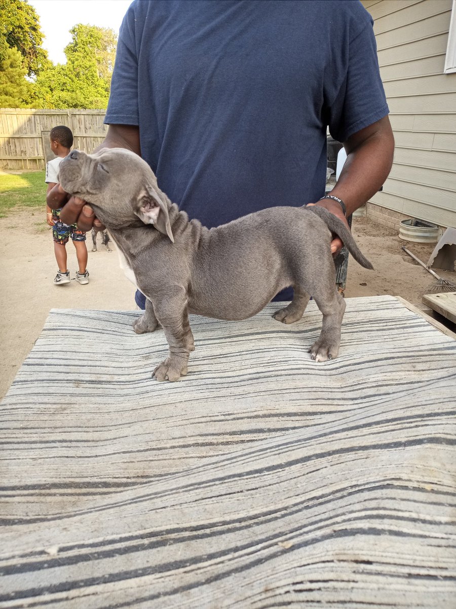 antrome_'s tweet photo. Dog stacking is the motion clean frame dog breeding life nano Micros pockets all with papers ABR Solid Family https://t.co/cD3FfsoYtI