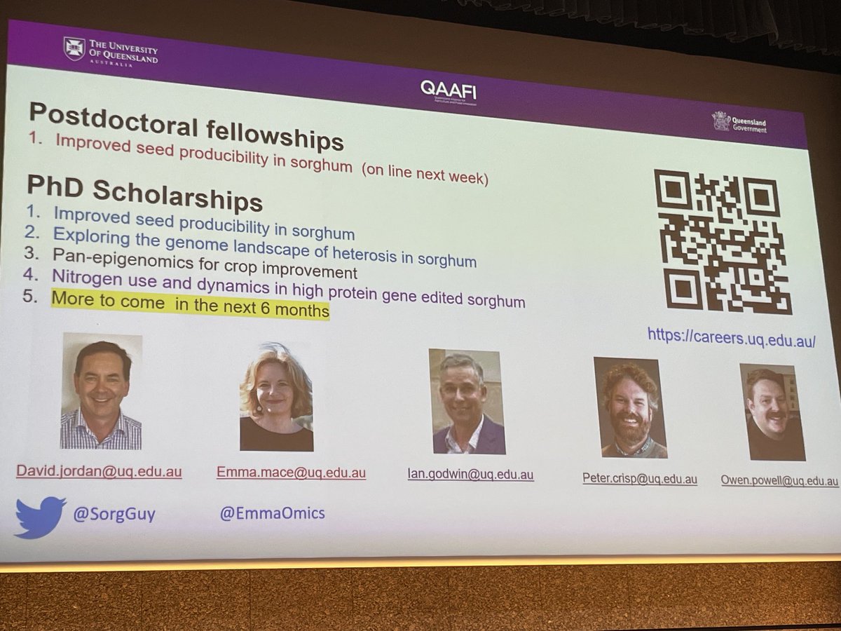 ⁦@UQ_News⁩ is recruiting postdocs and PhD students in Accelerating Crop Genetic Gain on sorghum and other grain crops ⁦@21CentSorgh2023⁩