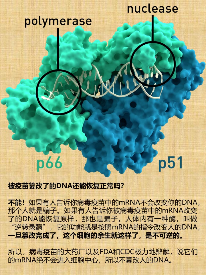 wuxiang2022's tweet photo. 被疫苗篡改了的DNA还能恢复正常吗？
不能！如果有人告诉你病毒疫苗中的mRNA不会改变你的DNA，那个人就是骗子。如果有人告诉你被病毒疫苗中的mRNA改变了的DNA能恢复原样，那也是骗子。人体内有一种酶，叫做“逆转录酶”，它的功能就是按照mRNA的指令改变人的DNA，一旦篡改完成了，这个细胞的余生就这样了 https://t.co/FHR2pI2u39