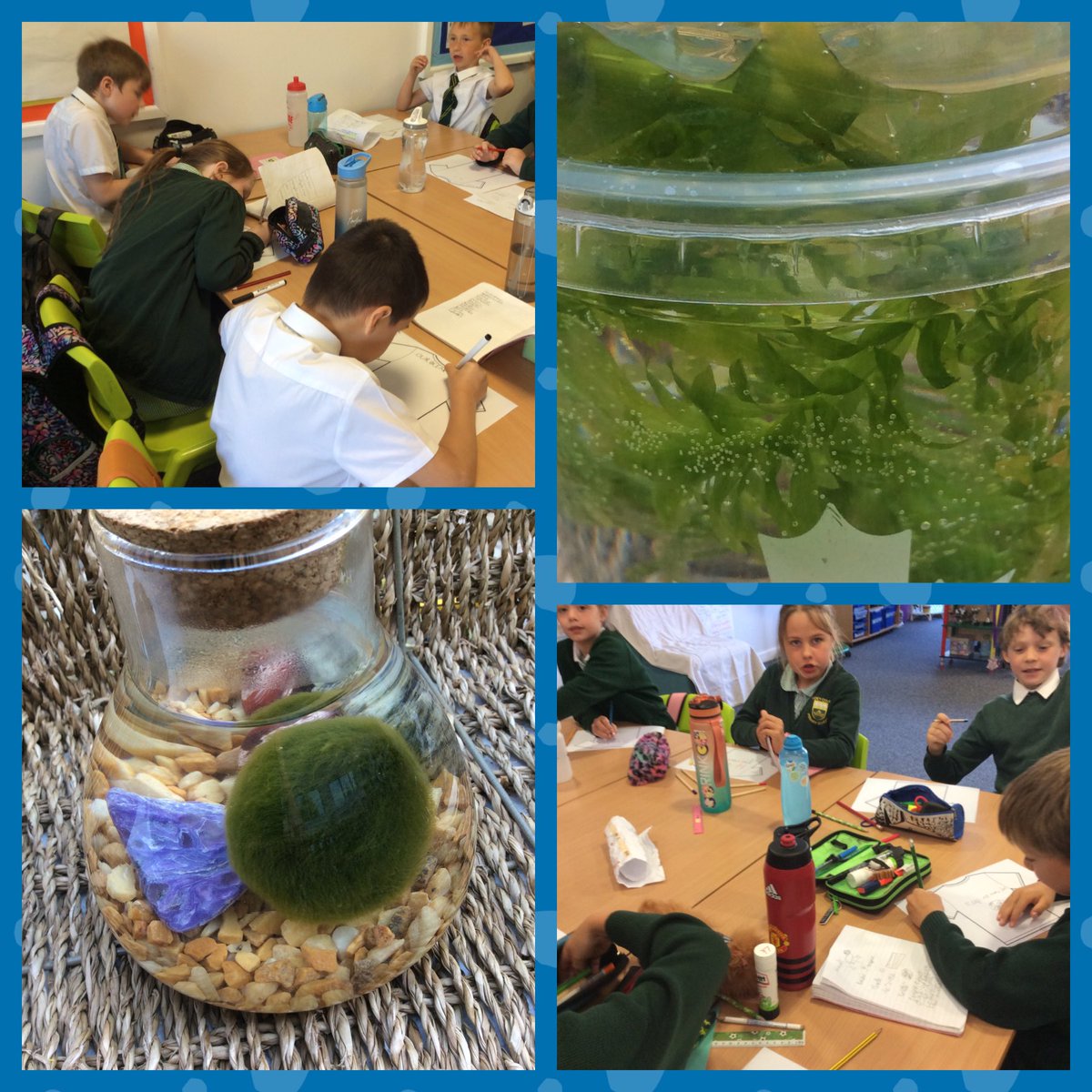 WideySkylarks's tweet photo. We’ve learnt so much about photosynthesis this morning using a Marimo moss ball and pondweed to see the oxygen being released. #oceancurriculum #WorldOceanDay2023 https://t.co/162AOIstpC
