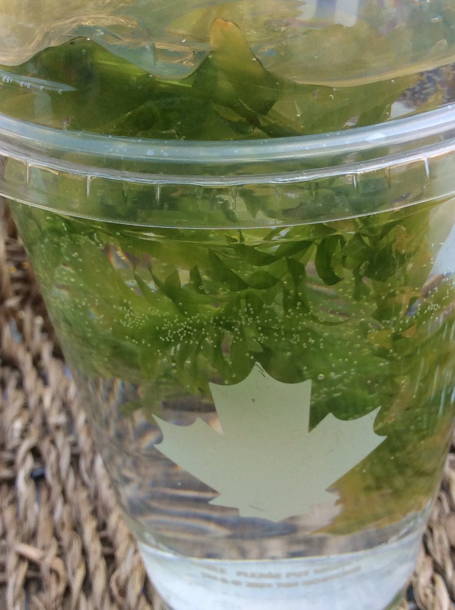 WideySkylarks's tweet photo. We’ve learnt so much about photosynthesis this morning using a Marimo moss ball and pondweed to see the oxygen being released. #oceancurriculum #WorldOceanDay2023 https://t.co/162AOIstpC