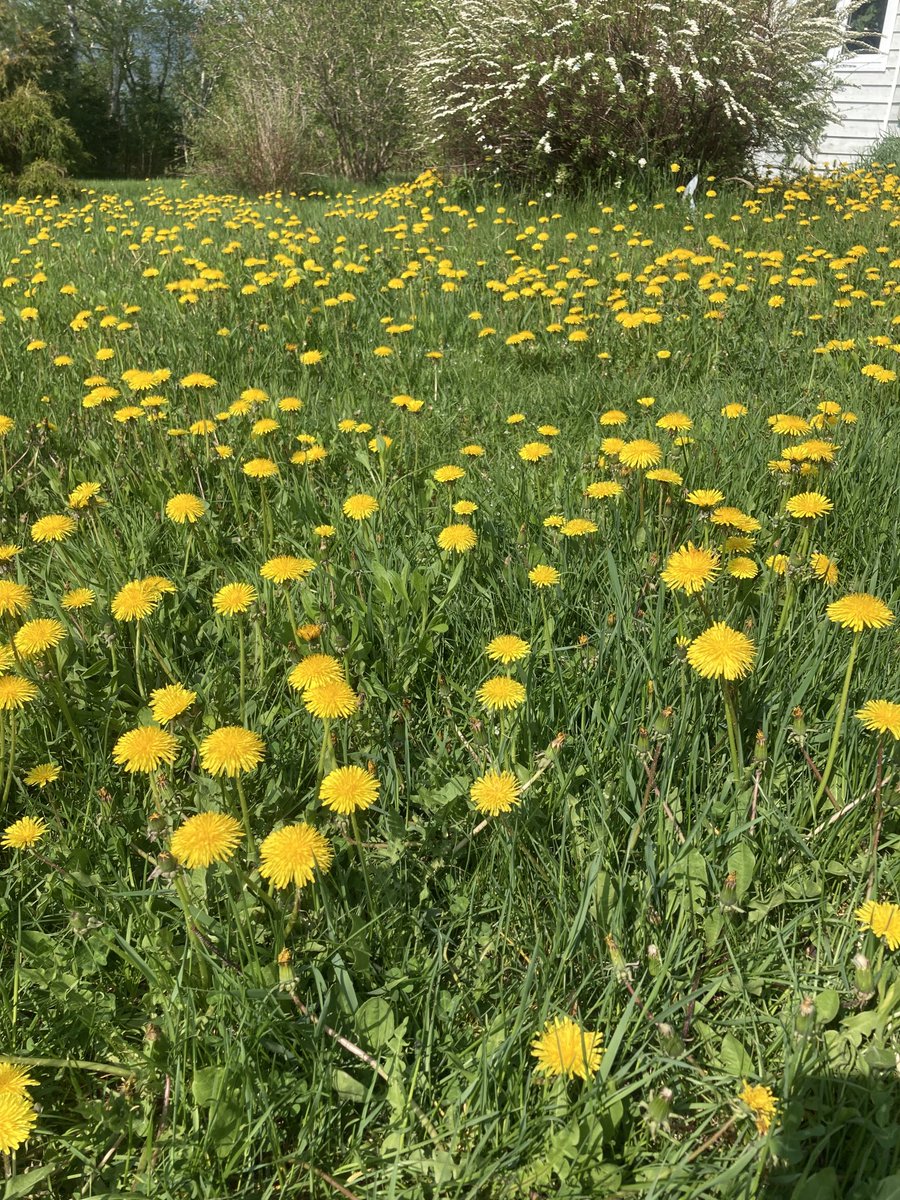JohnsonAndre2's tweet photo. Ma petite fille qui a appris hier qu’un de ses amis a l’école avait deux mamans. Sa réaction a été, «  ça doit être propre chez-eux ». C’est ça un cerveau qui n’a pas été manipulé 😊😊 https://t.co/KwcJtCH0bS