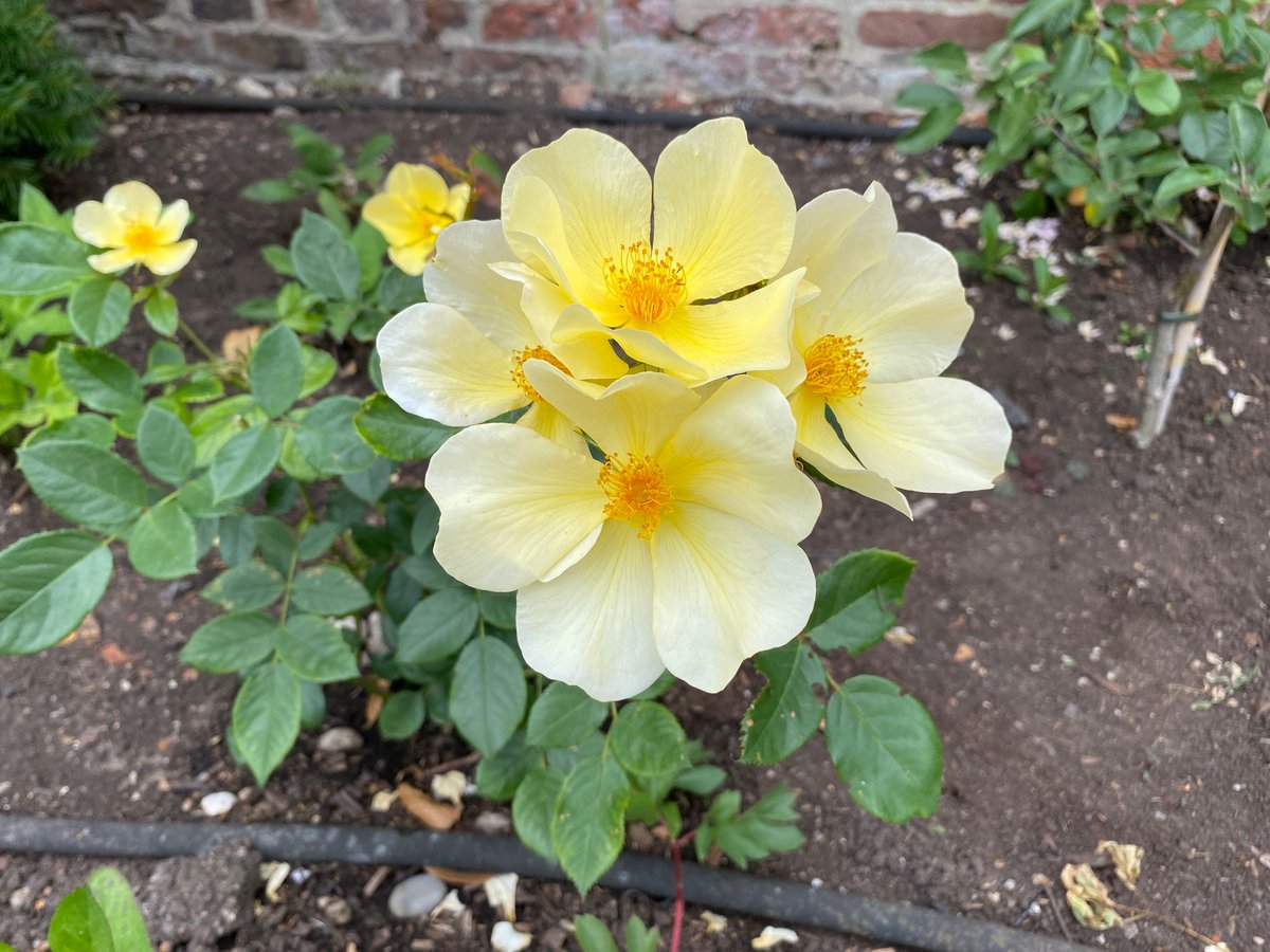 Ham House tweet media