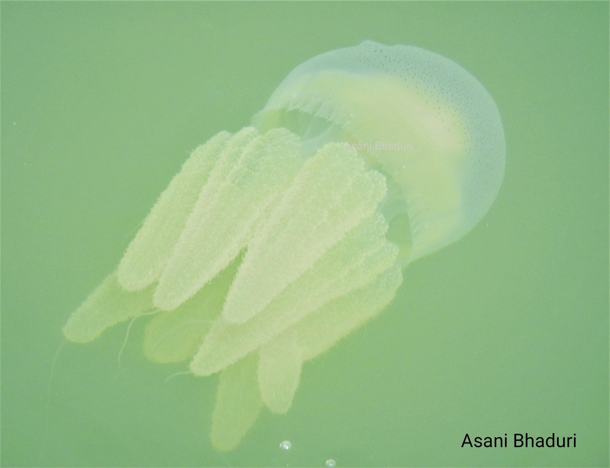 Jellyfish, Sunderban. On Oceans Day 2023.

#IndiAves #IncredibleIndia
#WorldOceanDay #OceansDay #WorldOceansDay2023 #jellyfish
