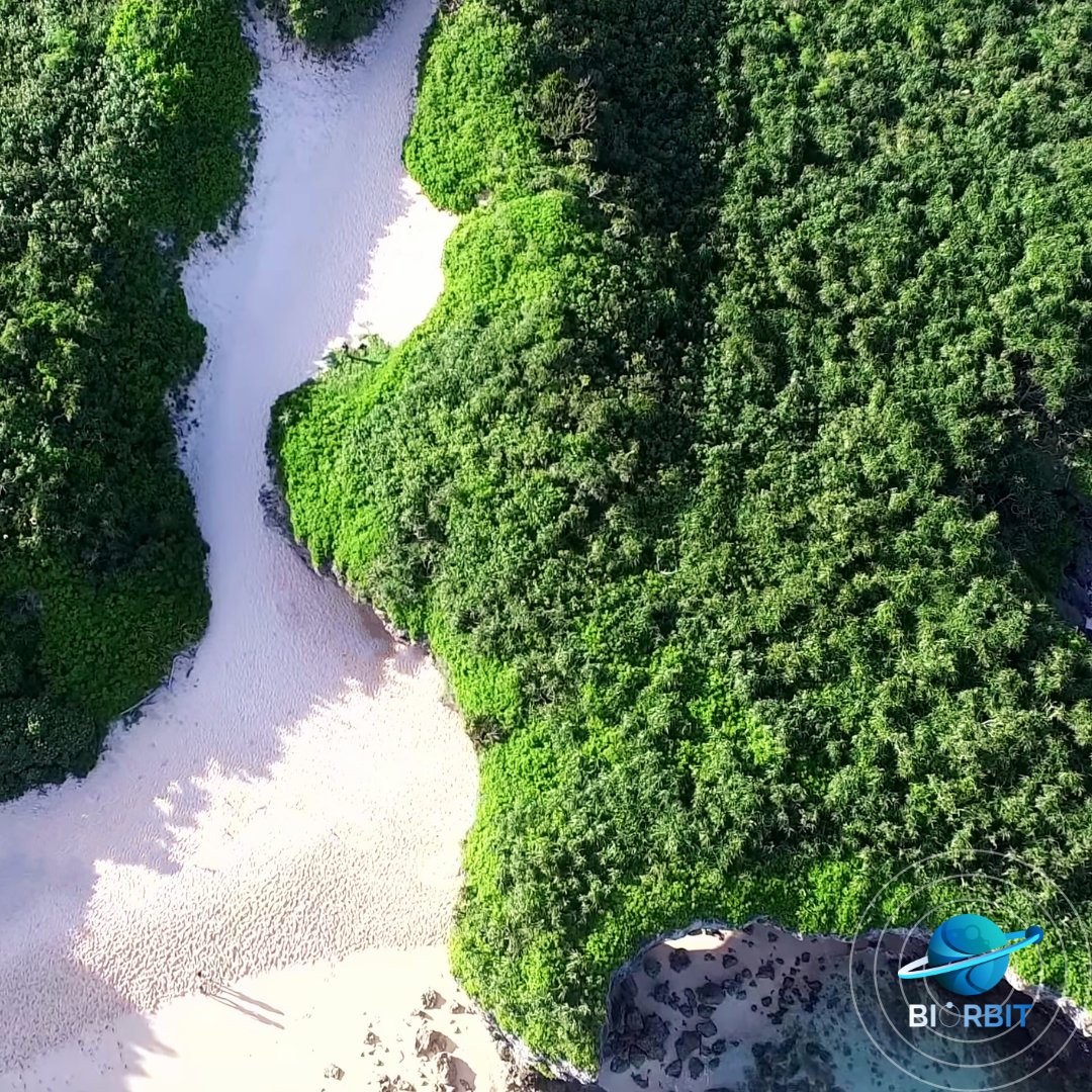 ¿Sabías que BIOrbit combina el poder de la tecnología satelital y la blockchain? Esto nos permite recolectar datos e imágenes en tiempo 
 casi real para impulsar la conservación ambiental y luchar contra la deforestación y el cambio climático. 🌳🛰️ #TecnologíaParaLaNaturaleza