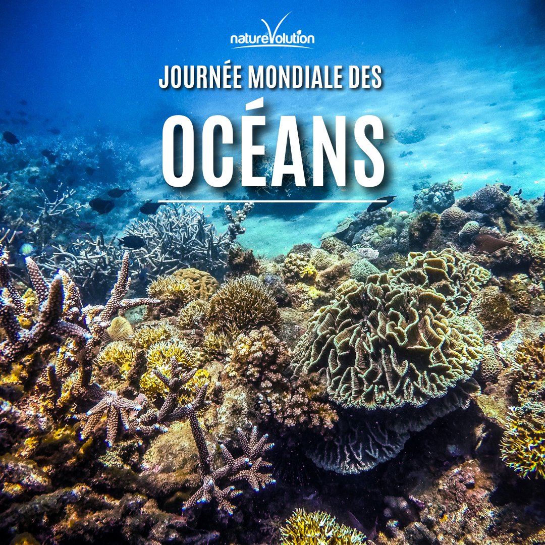 Naturevolution's tweet image. C’est le #worldoceanday ! 🐠➡ A cette occasion, nous souhaitons rappeler les projets que nous menons à Sulawesi, en Indonésie pour protéger ces vastes étendues d’eau. Pour nous aider à protéger cette biodiversité incroyable ➡️lnkd.in/gdnuUgdd #conservation #indonesia