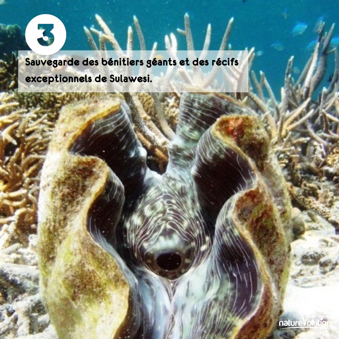 Naturevolution's tweet image. C’est le #worldoceanday ! 🐠➡ A cette occasion, nous souhaitons rappeler les projets que nous menons à Sulawesi, en Indonésie pour protéger ces vastes étendues d’eau. Pour nous aider à protéger cette biodiversité incroyable ➡️lnkd.in/gdnuUgdd #conservation #indonesia