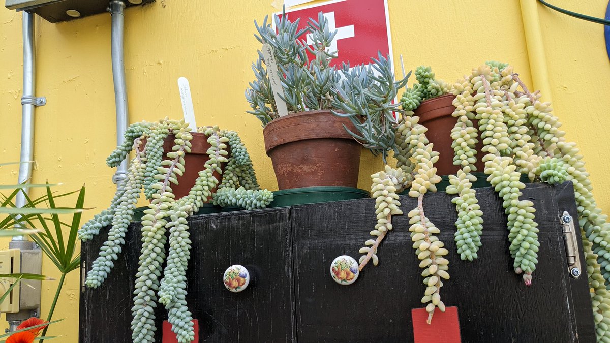 mswinterIRT's tweet image. We had such a great time in the fresh air this morning! So happy I got to attend this plant-y field trip 💐 @sjboscoschool