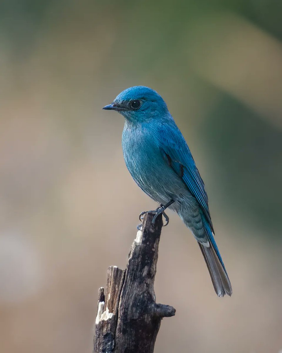 Celebrating the color #blue with a collection of birds displaying different shades of this enchanting hue! From vibrant cerulean to deep sapphire, nature's palette never fails to amaze #BlueBirds #ShadesOfBlue #AvianSplendor #VIBGYORinNature #IndiAves @Avibase #ThrowbackThursday