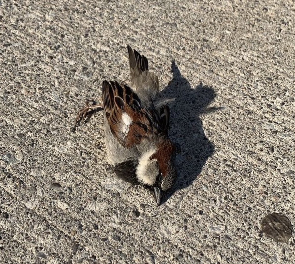 birdsafeuoft tweet media