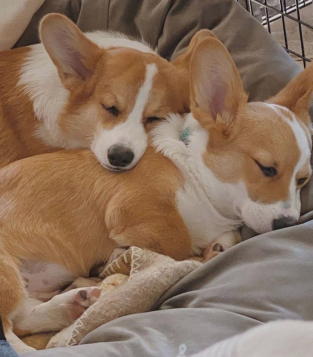 Corgiii_Lovers's tweet photo. Rate this cuteness out of 1-10 ❤️! https://t.co/ImH6PTOadM