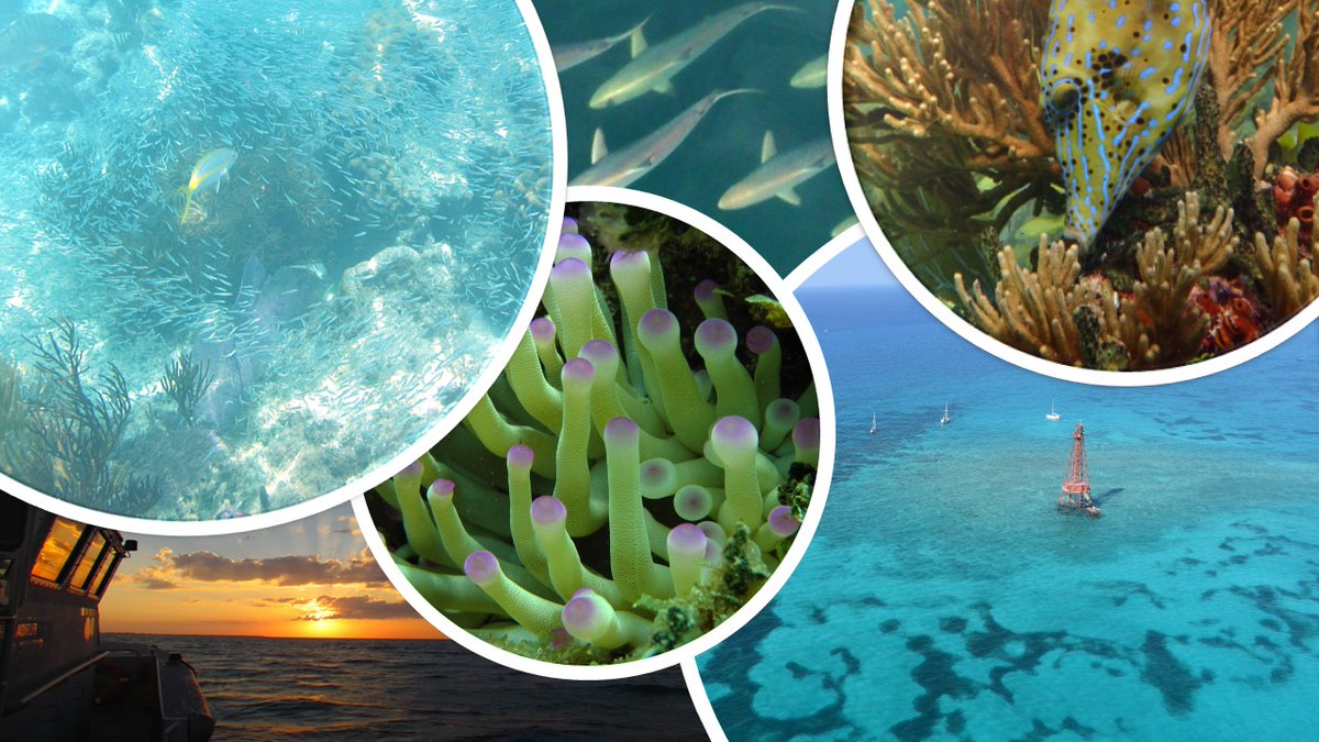 MyFWC's tweet image. On World Oceans Day and every day, we work to conserve the abundant fish and invertebrates that call Florida’s marine waters home!
Without healthy oceans and marine habitats, Florida’s world-renowned fishing industry and iconic saltwater fish species wouldn’t be able to thrive.…